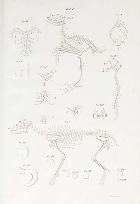1047
          <br/>
          Von den Ur-Theilen des Knochen- und Schalengerüstes.
          <br/>
          <em></em>
